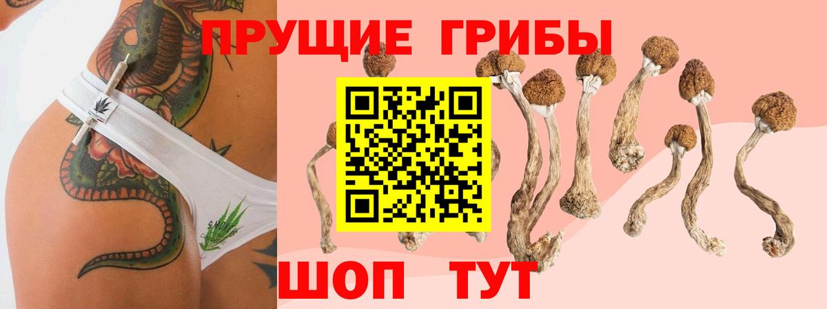 Галлюциногенные грибы Psilocybe Чехов